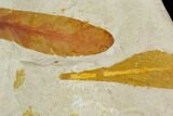 Fossil Seed Fern (Glossopteris) Plate - Australia #129617-3